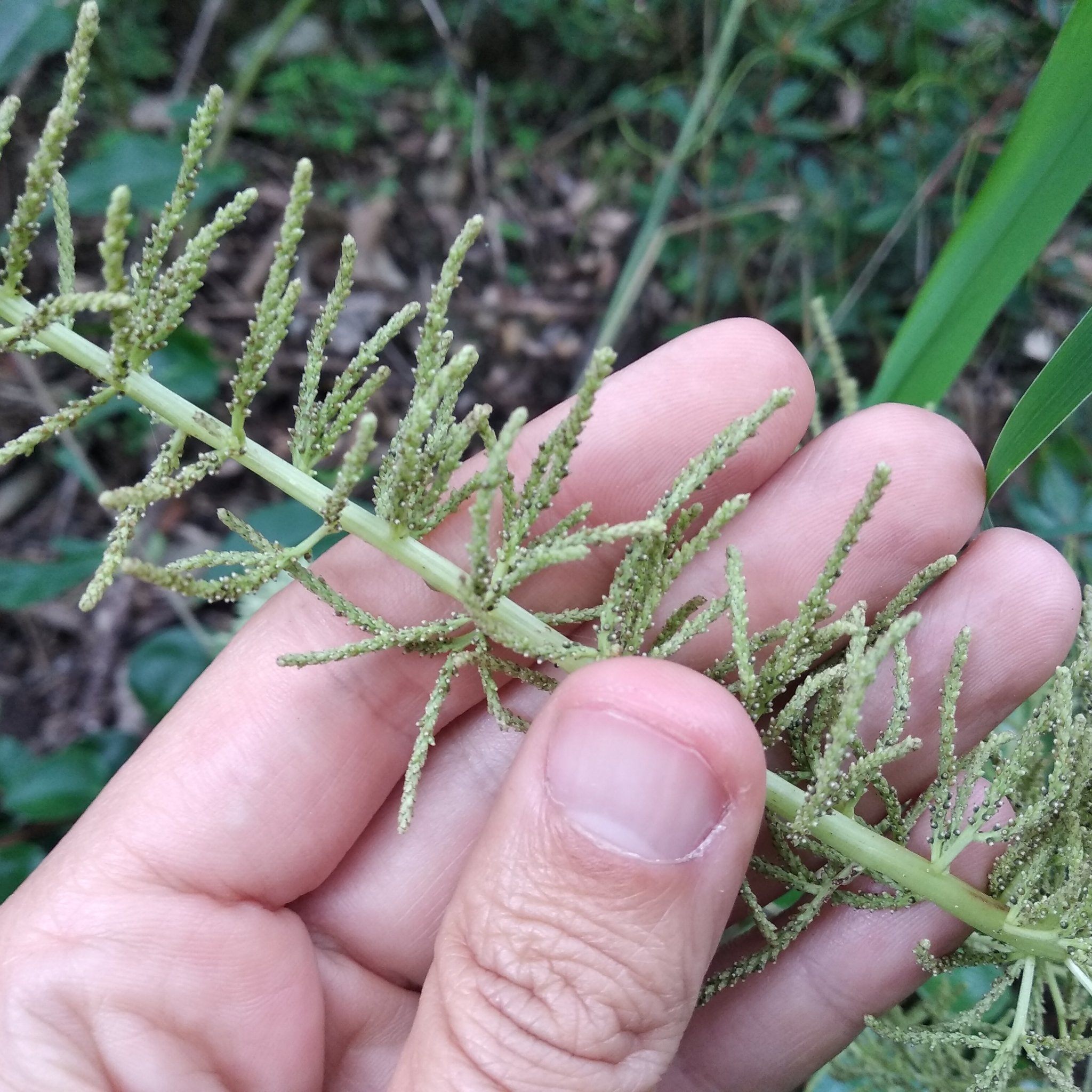 Peperomia peltigera image