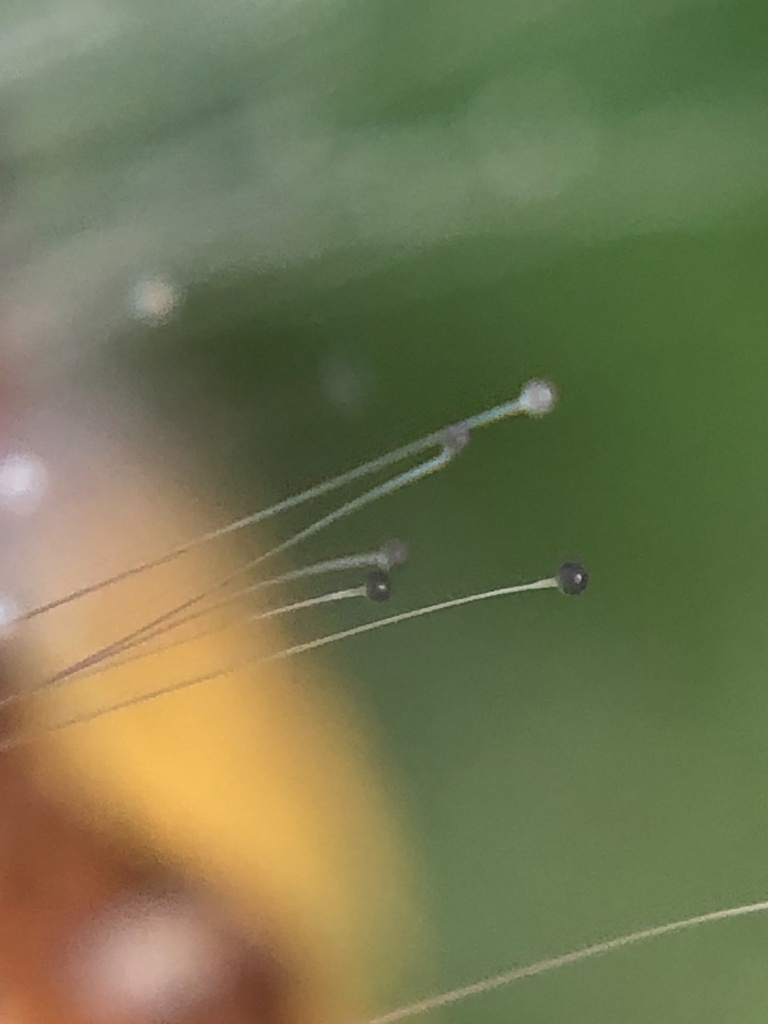 Rhizomucoraceae