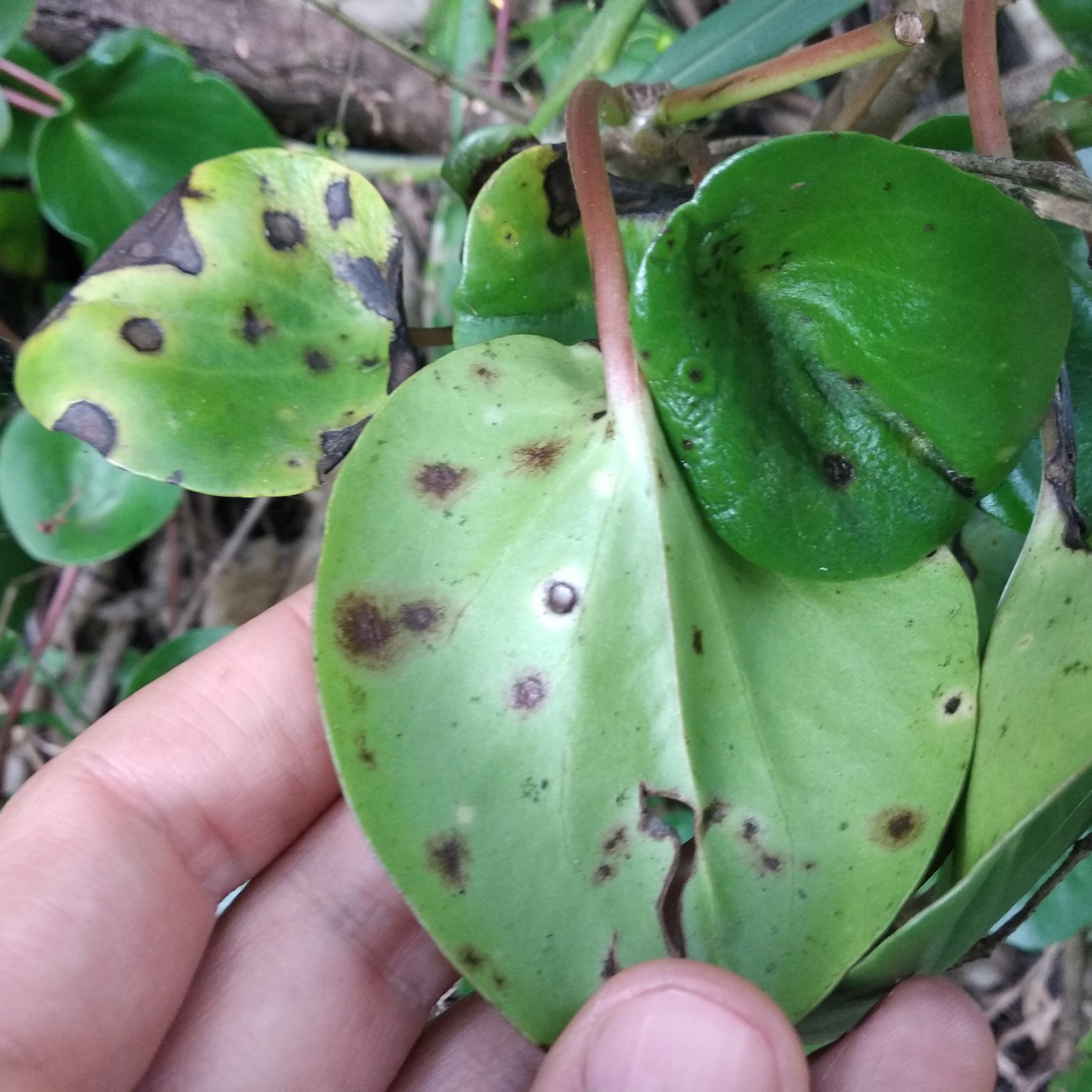 Peperomia peltigera image