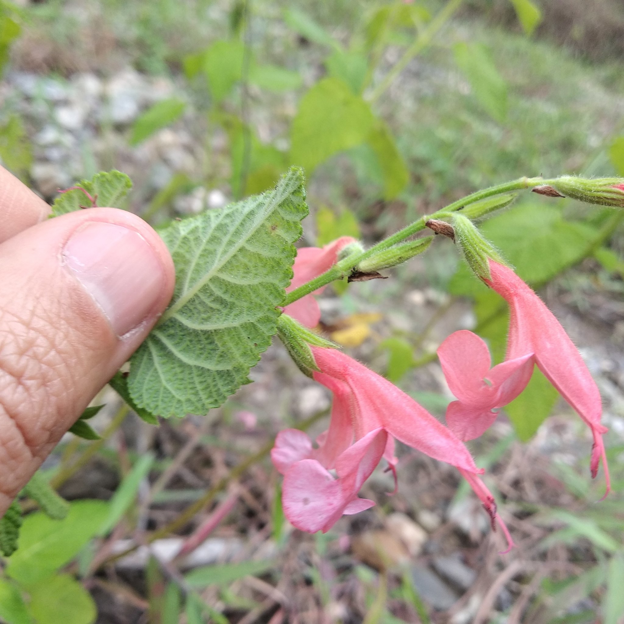 Salvia squalens image