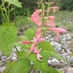 Salvia squalens