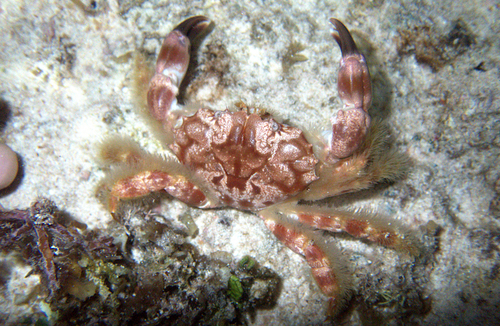 Juxtaxanthias tetraodon observed 2023-08-17