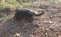 Hydromedusa tectifera