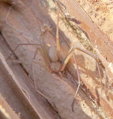 Loxosceles deserta