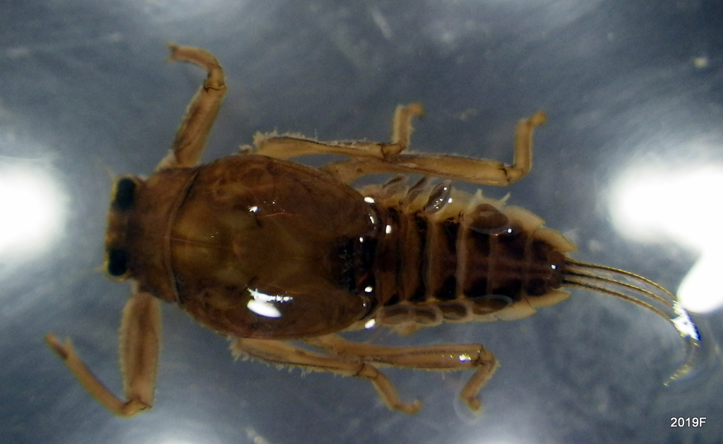 Dodds' Spiny Crawler Mayfly