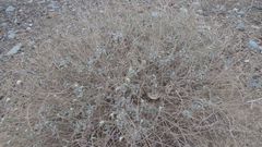 Heliotropium calcareum