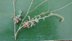 Heliotropium calcareum