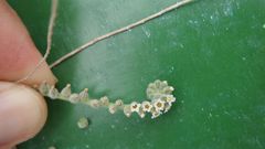 Heliotropium calcareum