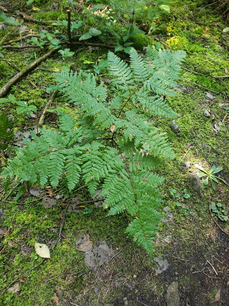 eastern brackenfern