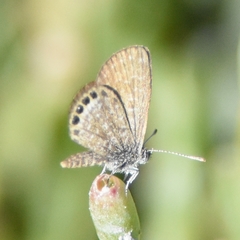 Brephidium pseudofea