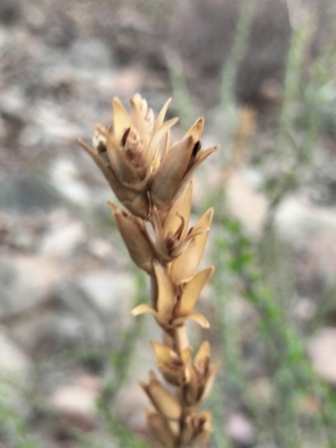 Image of Fouquieria burragei by no rights reserved