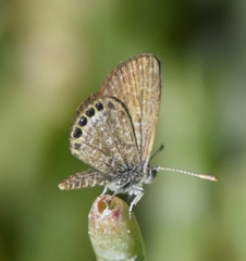 Brephidium pseudofea