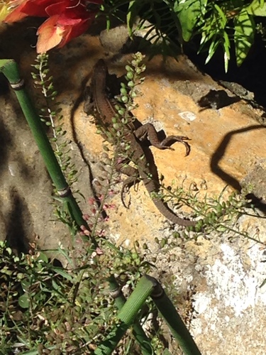 Holcosus undulatus