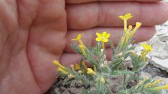 Arnebia hispidissima