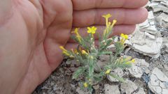 Arnebia hispidissima