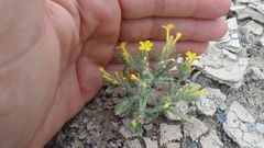 Arnebia hispidissima