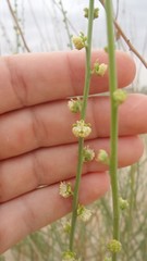 Ochradenus aucheri