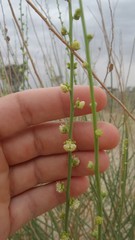 Ochradenus aucheri