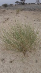 Ochradenus aucheri