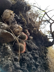 Mammillaria spinosissima spinosissima