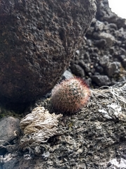 Mammillaria spinosissima spinosissima