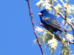 Passerina caerulea × cyanea