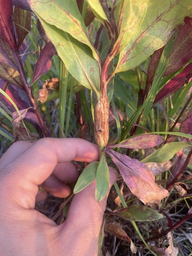 Gnorimoschema gallaespeciosum photographed on goldenrod