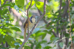 Pterorhinus pectoralis