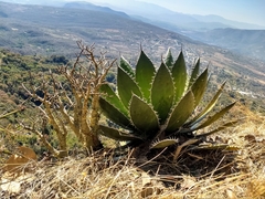Agave horrida