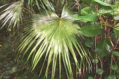 Pritchardia martii