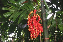 Ptychosperma macarthurii