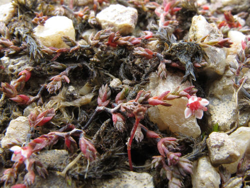 Crassula multicaulis
