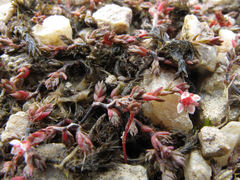 Crassula multicaulis
