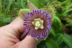 Passiflora laurifolia