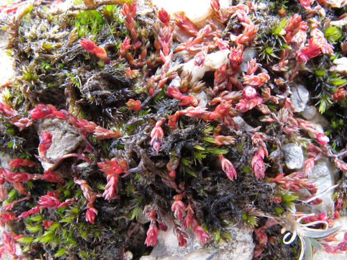 Crassula multicaulis
