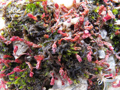 Crassula multicaulis