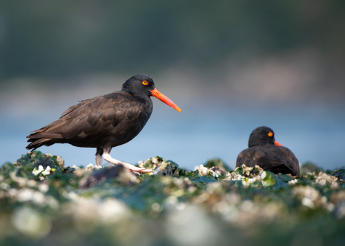 Black Oystercatcher, Capital, BC, Canada, photo 8 of 10
