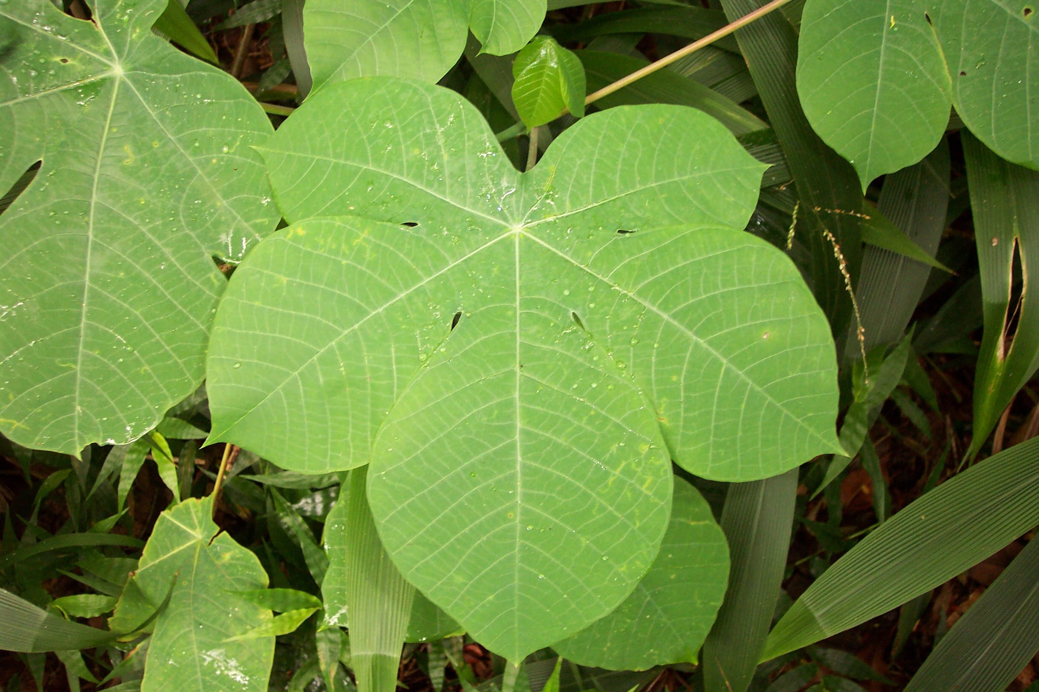Manihot glaziovii