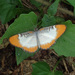 Mariposa Blanca de Borde Anaranjado del Caribe - Photo Ningún derecho reservado, subido por Zygy