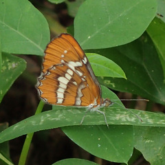 Mestra dorcas