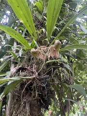 Catasetum maculatum image