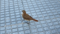 Furnarius rufus