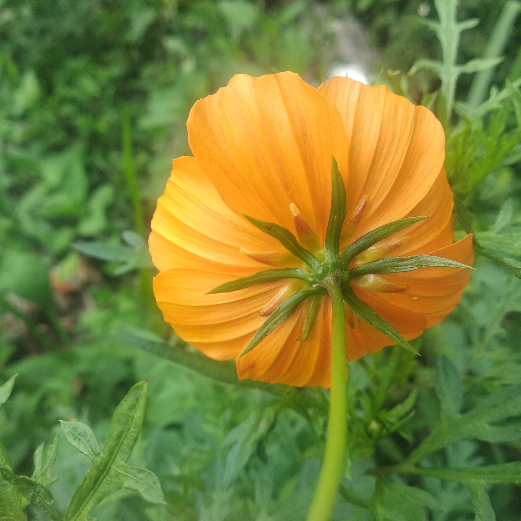 Cosmos sulphureus image