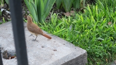Furnarius rufus