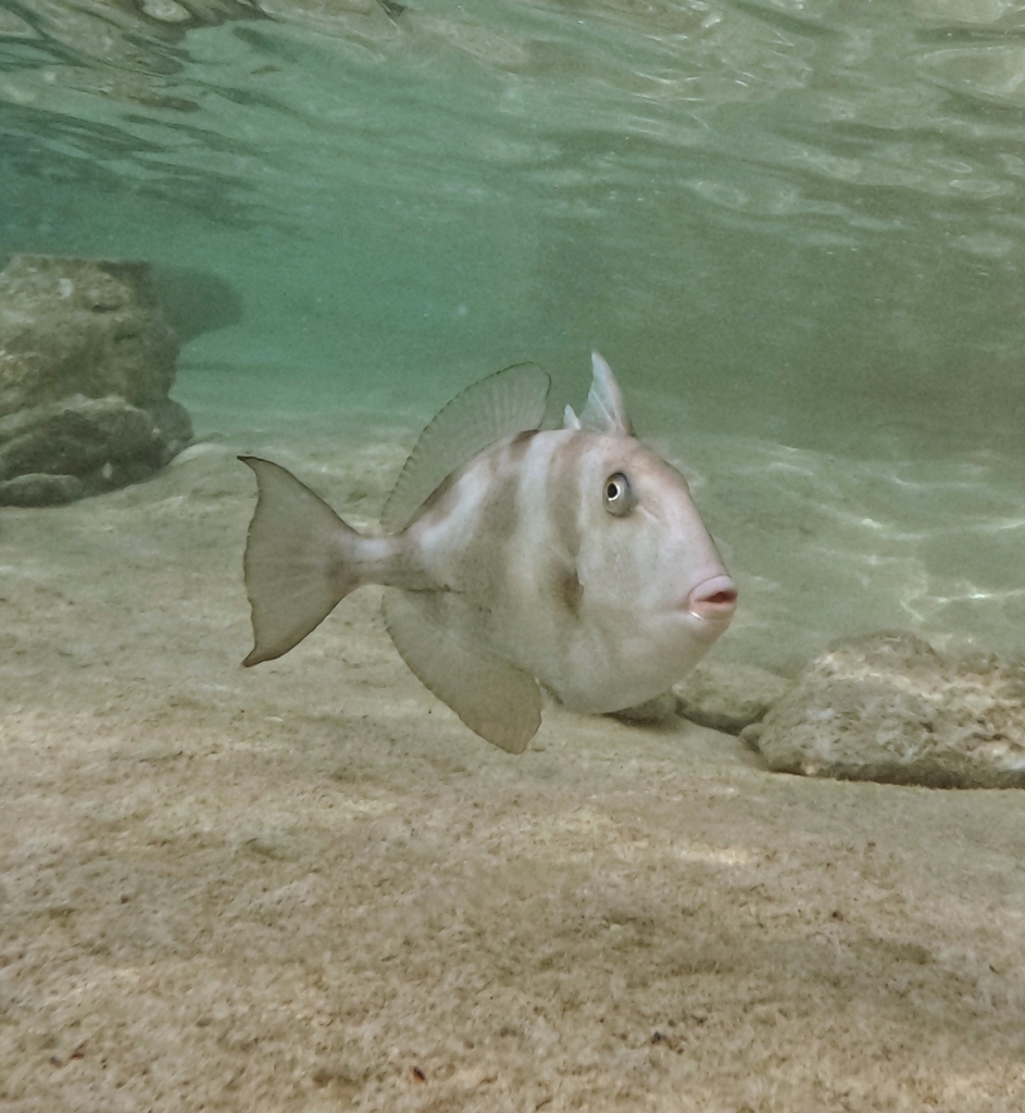 Grey Triggerfish from Bermuda on August 20, 2023 at 07:09 PM by Jess ...