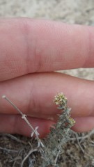 Gymnocarpos decander
