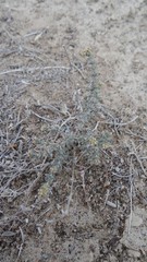 Gymnocarpos decander