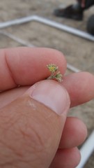 Gymnocarpos decander