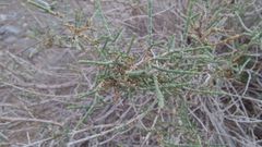 Haloxylon salicornicum