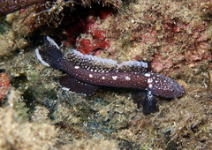 Andromeda Goby photo 2